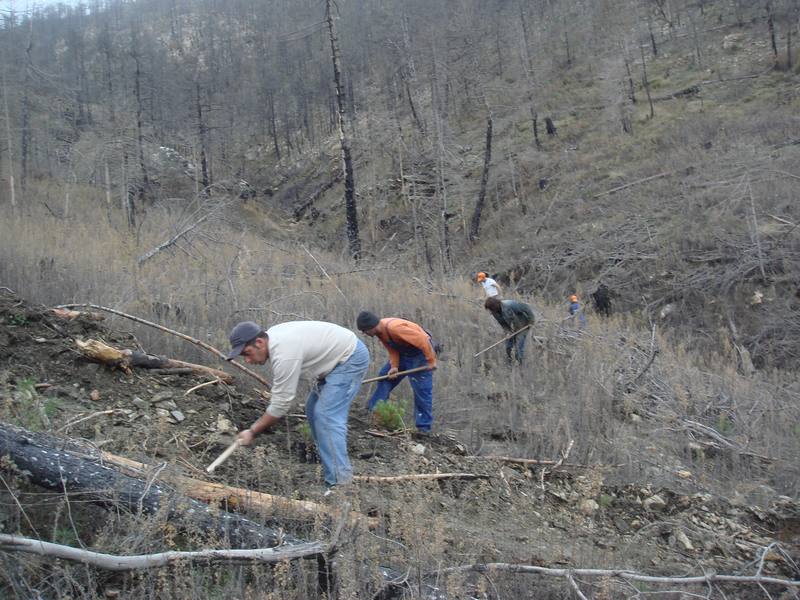 Εργασίες φύτευσης μαύρης πεύκης στον Πάρνωνα