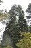 Pinus nigra, Θέση Πλατανάκι