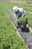 Περιποίηση δενδρυλλίων μαύρης πεύκης στο Δασικό Φυτώριο Οργάνης