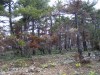 Ελαφρά καμένο δάσος μαύρης πεύκης τον λίγους μήνες μετά την πυρκαγιά