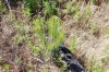Δενδρύλλιο μαύρης πεύκης από φυσική αναγέννηση 4 ετών